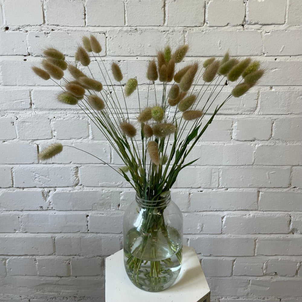 DRIED -GRASS Hare's Tails Lagurus - Bundle of 30 stems