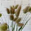 DRIED -GRASS Hare's Tails Lagurus - Bundle of 30 stems