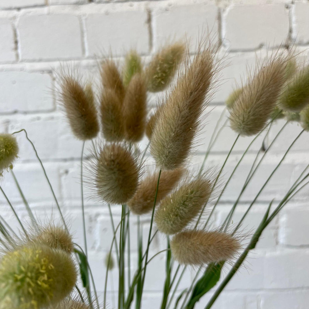 DRIED -GRASS Hare's Tails Lagurus - Bundle of 30 stems