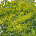 Dill - YELLOW/GREEN - Anethum Graveolens 70cm - (10 or 30 Stems)