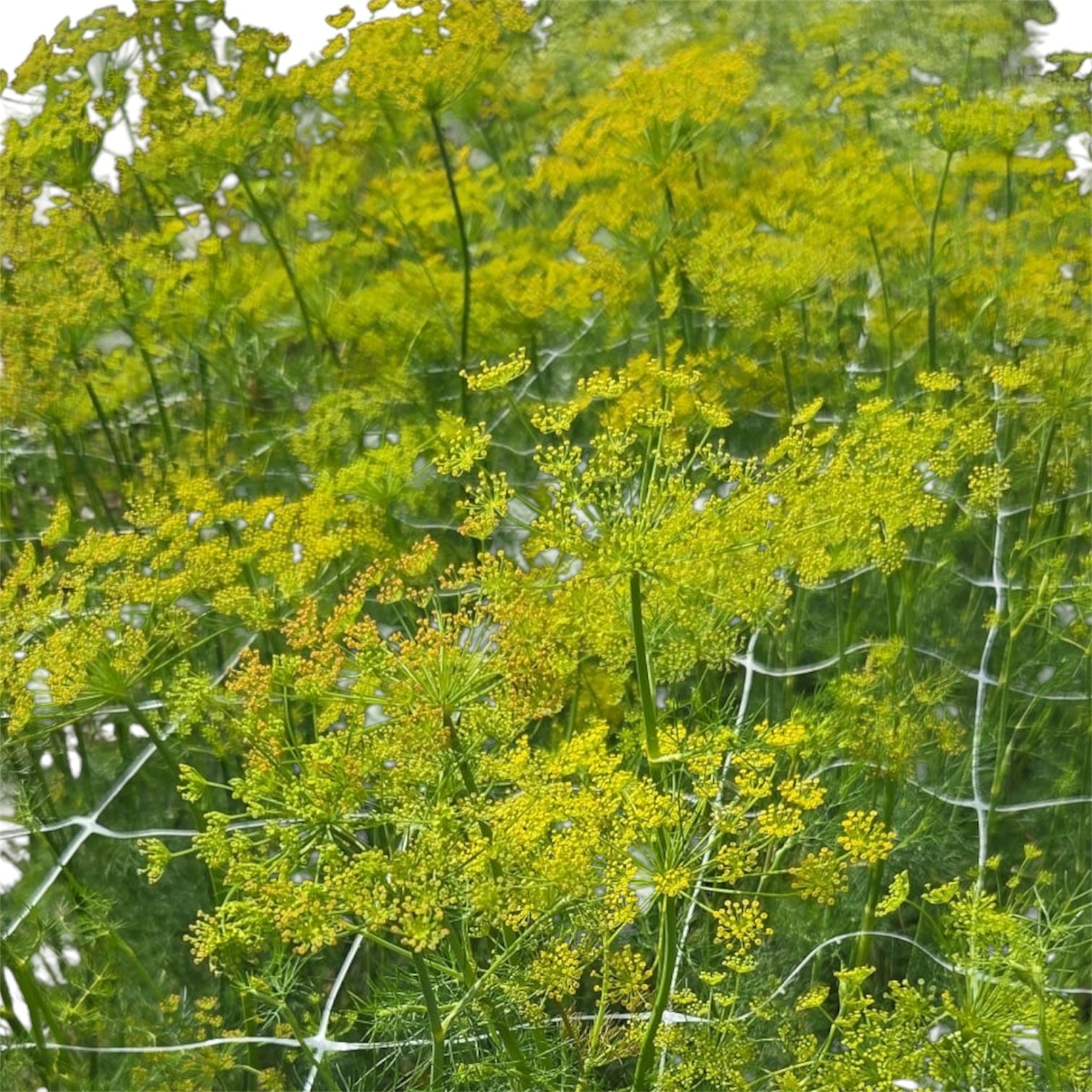 Dill - YELLOW/GREEN - Anethum Graveolens 70cm - (10 or 30 Stems)