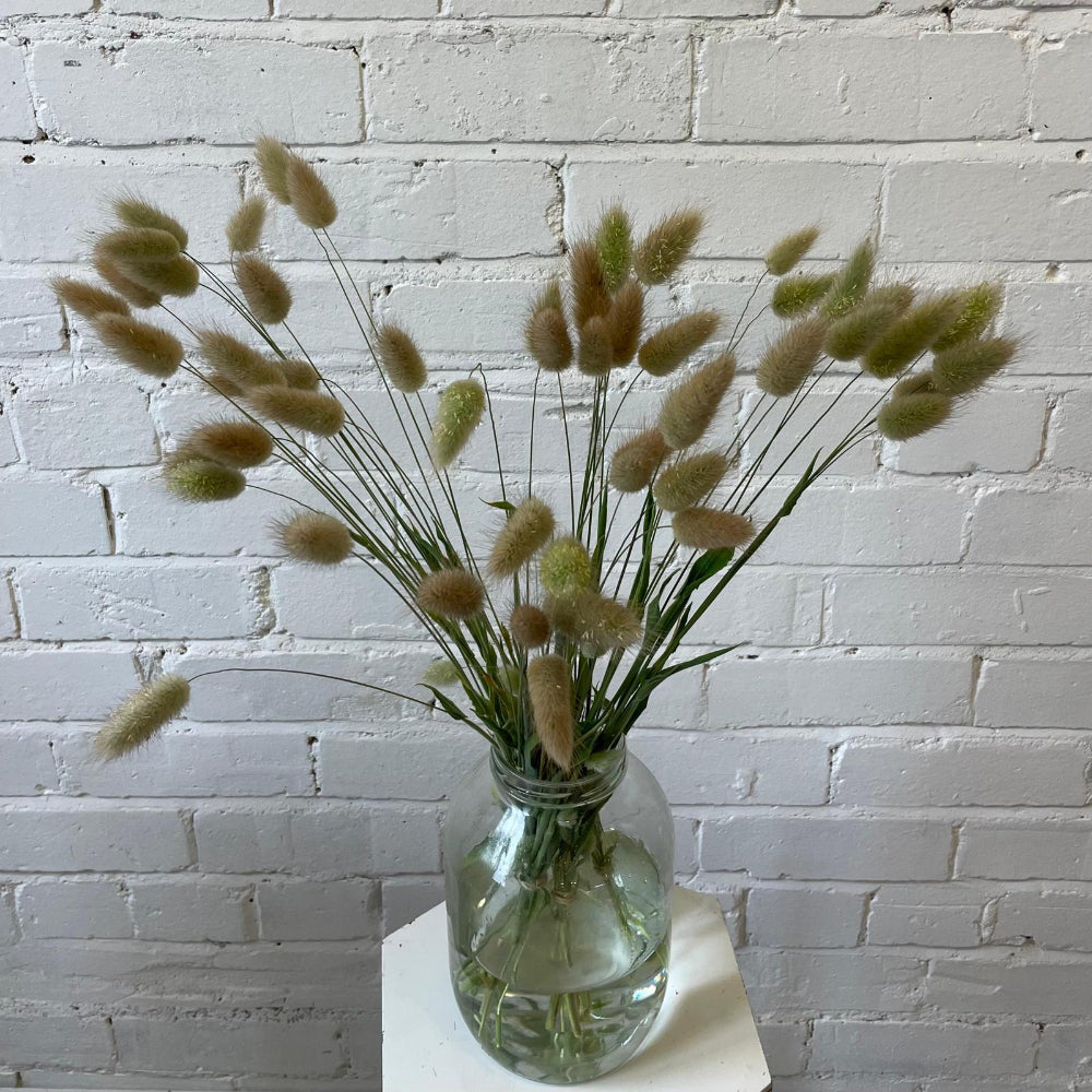 DRIED -GRASS Hare's Tails Lagurus - Bundle of 30 stems