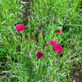 Cornflower - RASPBERRY - Grower's Bunch - (1 or 5 bunches)