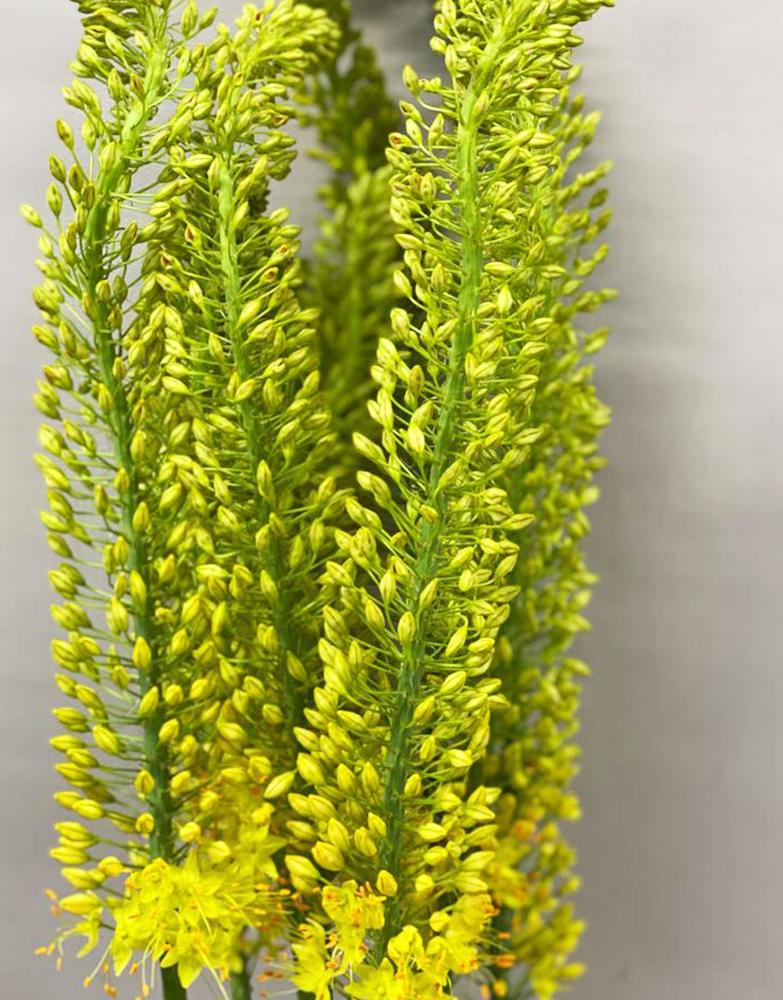 Eremurus Yellow - Foxtail - 10 stems