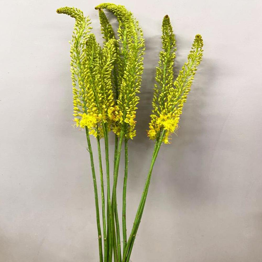 Eremurus Yellow - Foxtail - 10 stems
