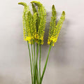 Eremurus Yellow - Foxtail - 10 stems