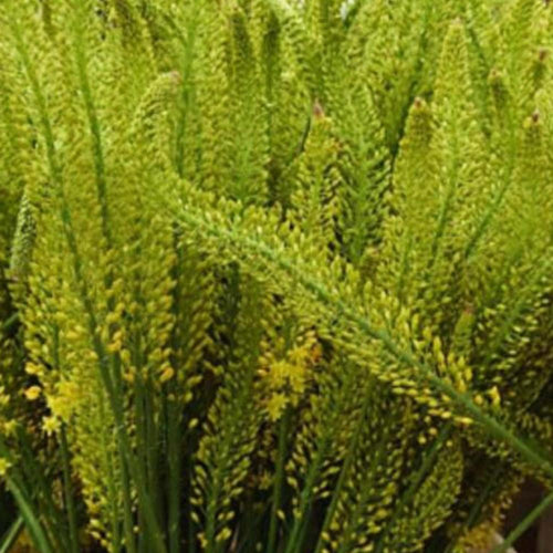 Eremurus Yellow - Foxtail - 10 stems
