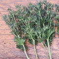 Eryngium - BLUE  - Blue Lagoon 50cm - (10 or 100 stems)