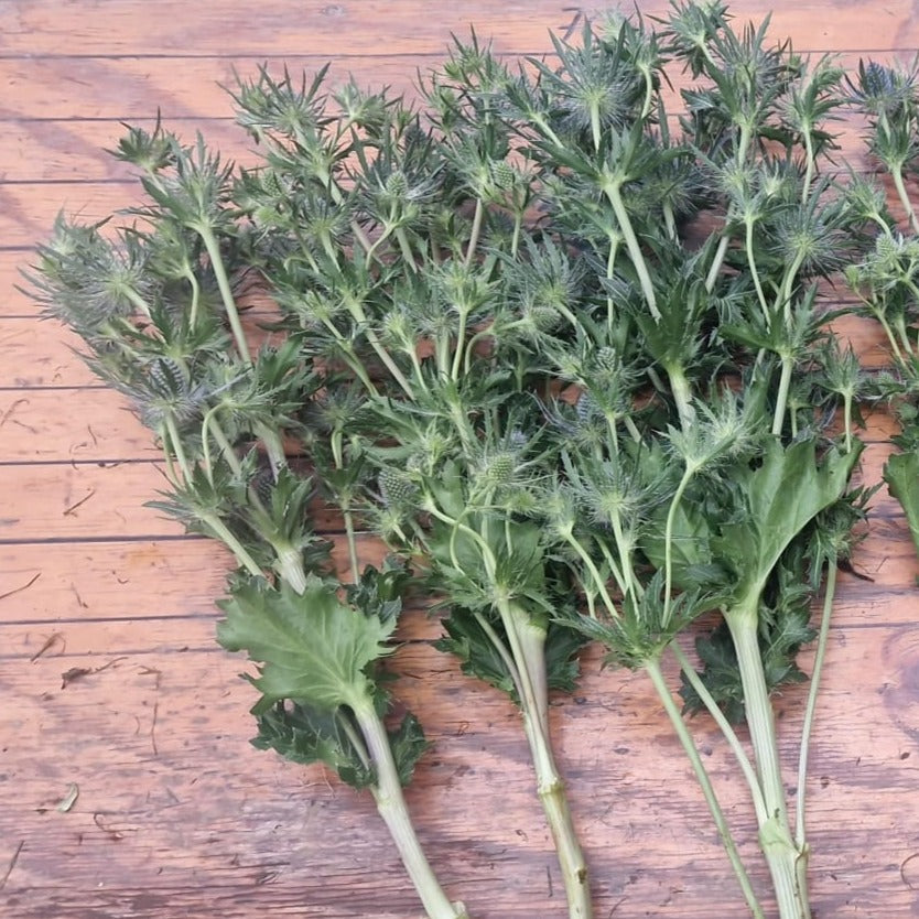 Eryngium - BLUE  - Blue Lagoon 50cm - (10 or 100 stems)