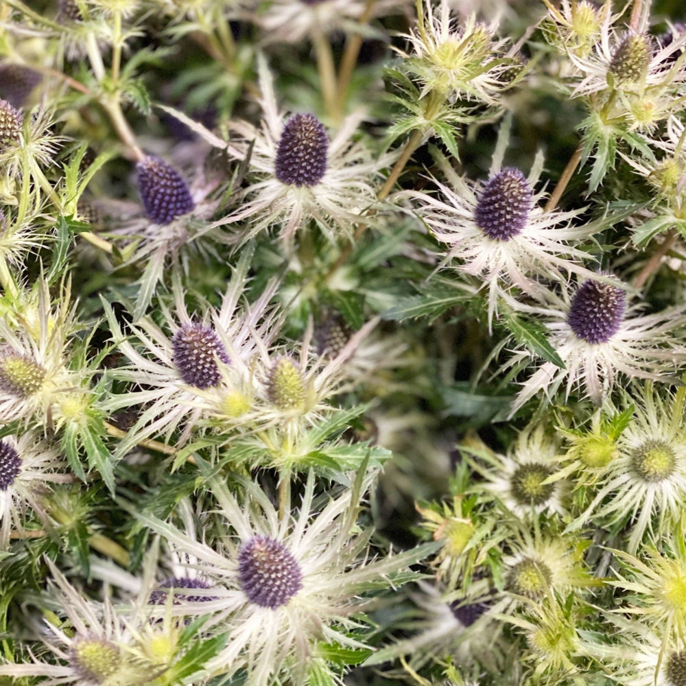 Eryngium - BLUE  - Blue Lagoon 50cm - (10 or 100 stems)