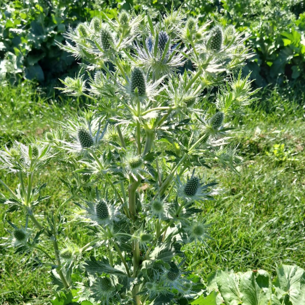 Eryngium - BLUE  - Blue Lagoon 50cm - (10 or 100 stems)